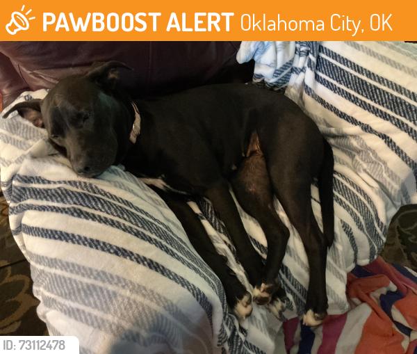 Found/Stray Female Dog last seen NE 27th St and Eastern St Moore OK, Oklahoma City, OK 73111