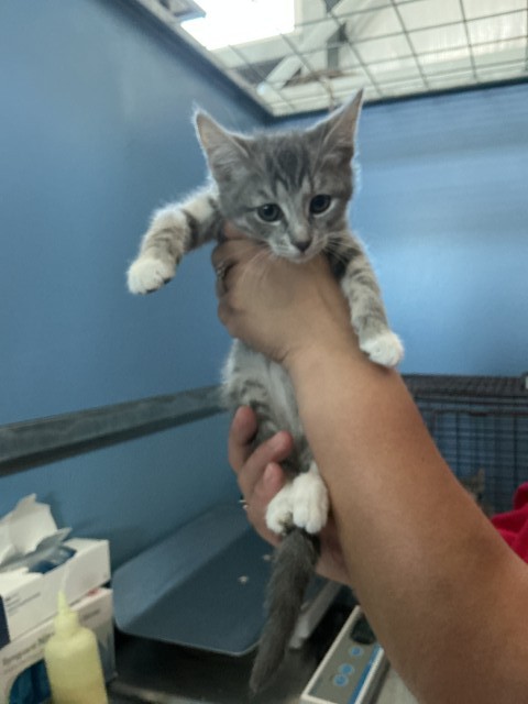 Shelter Stray Female Cat last seen W 16TH ST X N D ST, 333 Chandler Pl, San Bernardino, CA 92408, USA