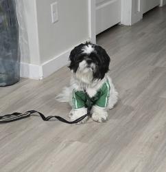 Lost Male Dog last seen Near River Bend Rd, Midland, TX 79705