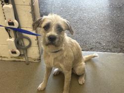 Shelter Stray Male Dog last seen Near BLOCK N WILLOW AVE, 333 Chandler Pl, San Bernardino, CA 92408, USA
