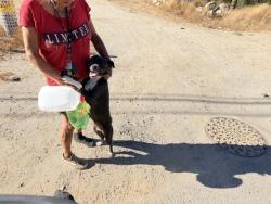 Shelter Stray Female Dog last seen OSAGE X ARAPAHO, 227 N D St, Perris, CA 92570, USA