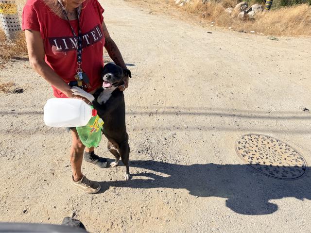 Shelter Stray Female Dog last seen OSAGE X ARAPAHO, 227 N D St, Perris, CA 92570, USA