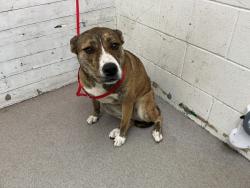 Shelter Stray Female Dog last seen PINE AVE X IRVINGTON AVE, 333 Chandler Pl, San Bernardino, CA 92408, USA