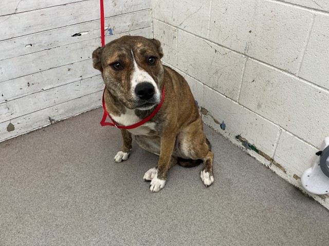 Shelter Stray Female Dog last seen PINE AVE X IRVINGTON AVE, 333 Chandler Pl, San Bernardino, CA 92408, USA
