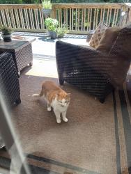 Found/Stray Unknown Cat last seen Brevard, Lincoln County, NC 28080