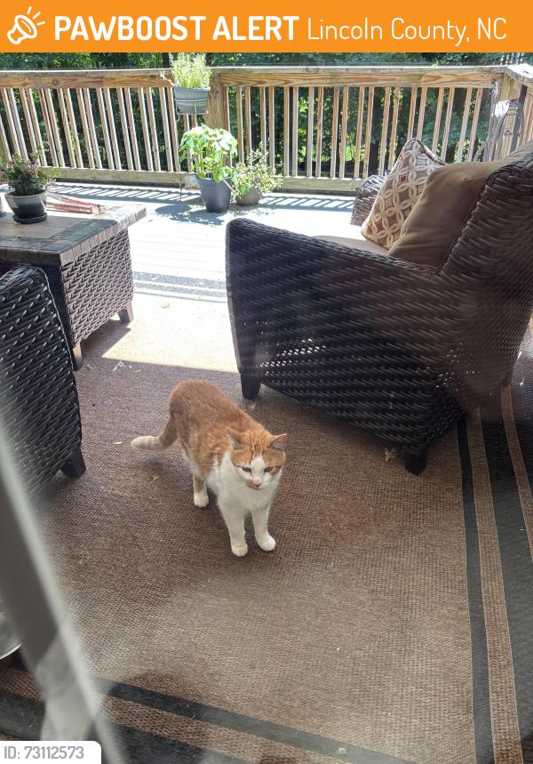 Found/Stray Unknown Cat last seen Brevard, Lincoln County, NC 28080