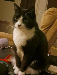 Reunited Male Cat last seen North Steet. Center street., Ballston Spa, NY 12020