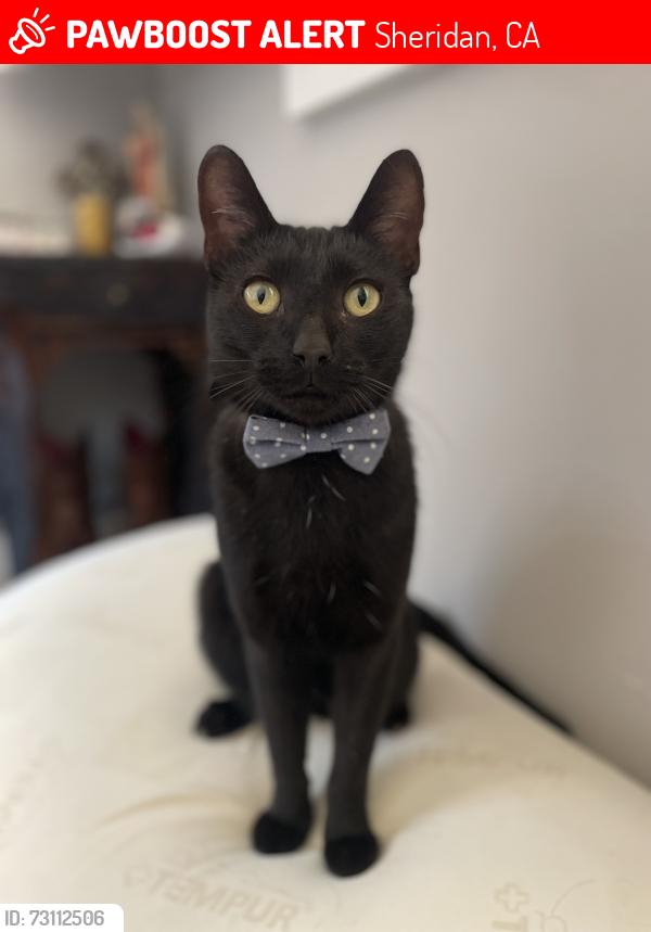 Lost Male Cat last seen Karchner rd and Porter rd in Sheridan Ca, Sheridan, CA 95681