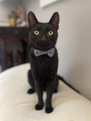 Lost Male Cat last seen Karchner rd and Porter rd in Sheridan Ca, Sheridan, CA 95681