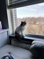Lost Female Cat last seen Old Monterey apmts, Springfield, MO 65807