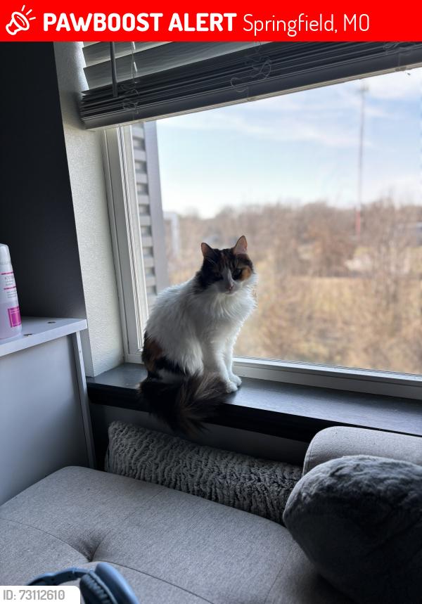 Lost Female Cat last seen Old Monterey apmts, Springfield, MO 65807