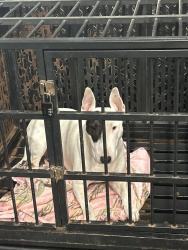 Reunited Female Dog last seen Queen Bean, Modesto, CA 95354