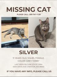 Lost Female Cat last seen Near Davis Ave S, Renton, WA 98055