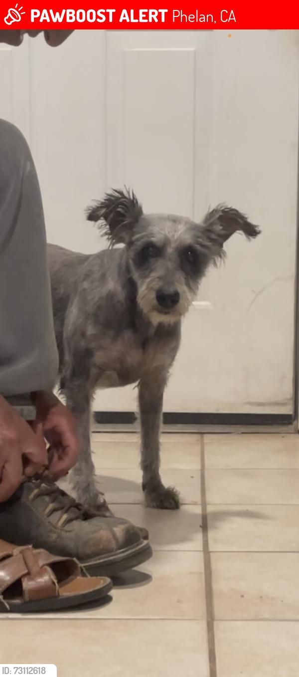 Lost Female Dog last seen Wilson ranch road x phelan rd, Phelan, CA 92371