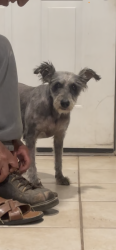 Lost Female Dog last seen Wilson ranch road x phelan rd, Phelan, CA 92371