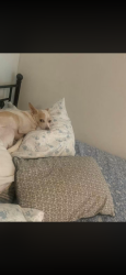 Lost Male Dog last seen Lathrop near Harley Davidson, Lathrop, CA 95330