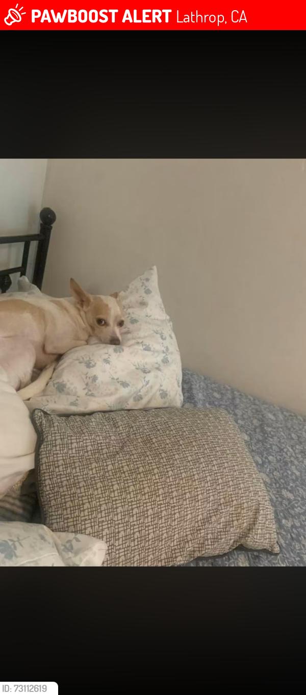 Lost Male Dog last seen Lathrop near Harley Davidson, Lathrop, CA 95330