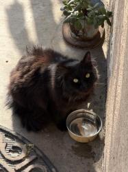 Lost Unknown Cat last seen Washington and paramount, Pico Rivera, CA 90660