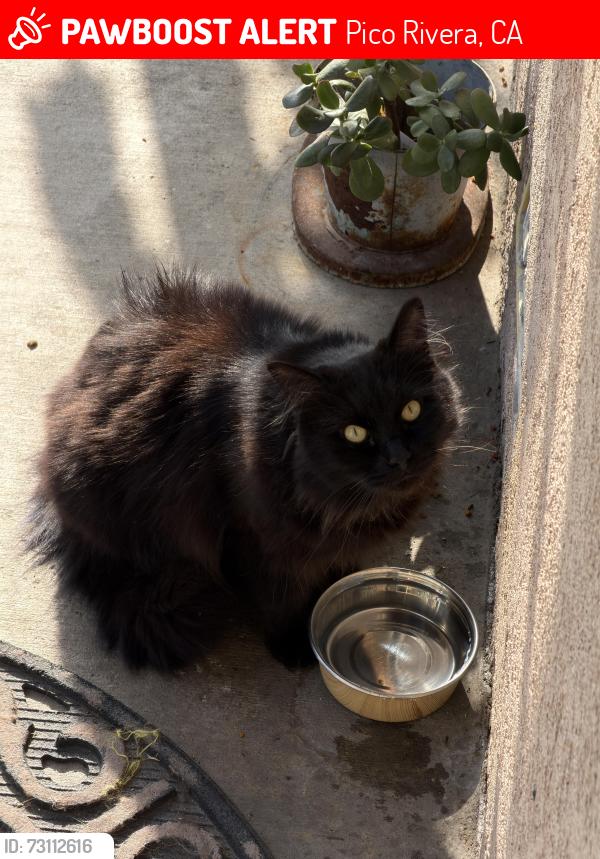 Lost Unknown Cat last seen Washington and paramount, Pico Rivera, CA 90660