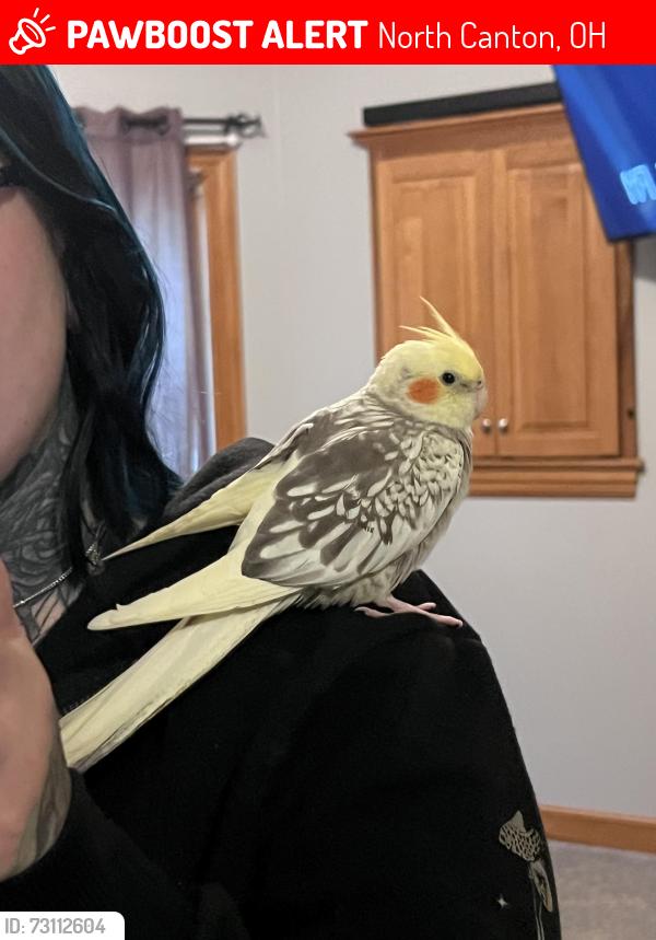 Lost Male Bird last seen St. James North Canton, North Canton, OH 44720