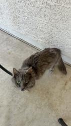 Found/Stray Female Cat last seen Dobson / Pecos, Chandler, AZ 85246