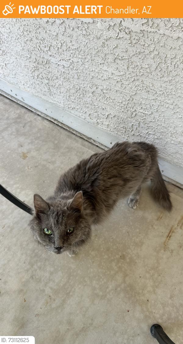 Found/Stray Female Cat last seen Dobson / Pecos, Chandler, AZ 85246