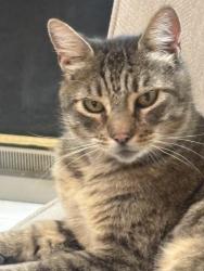 Reunited Female Cat last seen Glenmoor Area, Fremont, CA 94537