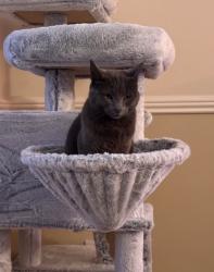 Reunited Female Cat last seen Chain Lane, St Helens, England 
