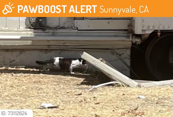 Found/Stray Unknown Cat last seen Near abandoned train building, Sunnyvale, CA 94087