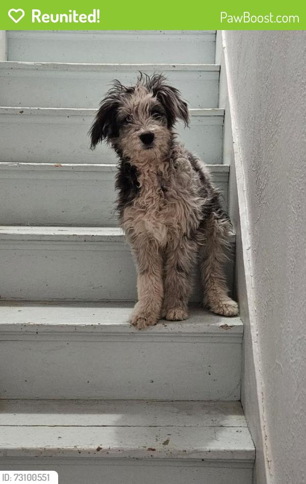 Reunited Female Dog last seen W. Bijou and 18th, Colorado Springs, CO 80904