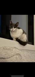 Found/Stray Male Cat last seen Redhill and ediger under the freeway, Tustin, CA 92780
