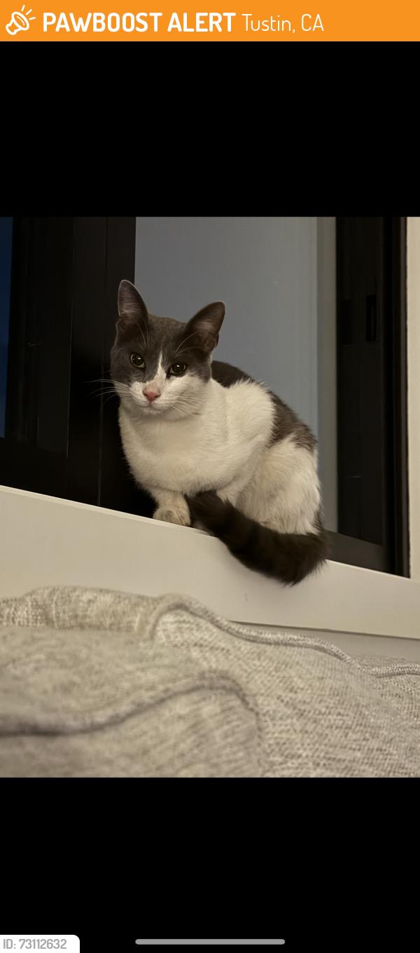 Found/Stray Male Cat last seen Redhill and ediger under the freeway, Tustin, CA 92780