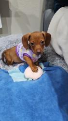 Reunited Female Dog last seen UCLA, Los Angeles, CA 90032