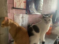 Reunited Male Cat last seen city hall, East Cleveland, OH 44112