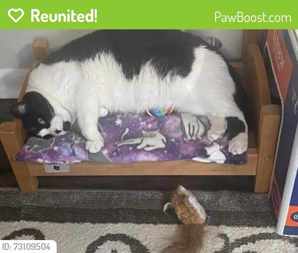 Reunited Female Cat last seen Near S Salem St, Aurora, CO 80012, USA, Aurora, CO 80012