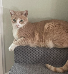 Lost Male Cat last seen Carraway and Grovepark area, Santa Clarita, CA 91350