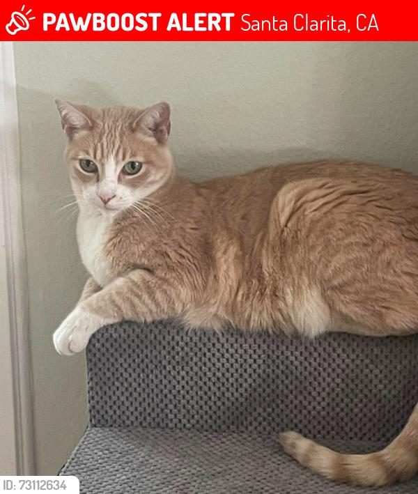 Lost Male Cat last seen Carraway and Grovepark area, Santa Clarita, CA 91350