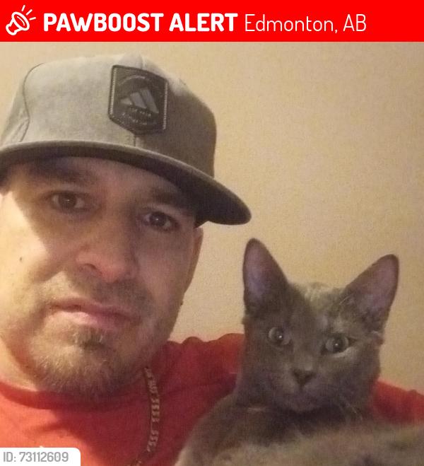 Lost Male Cat last seen Northgate Walmart 97th street, Edmonton, AB 