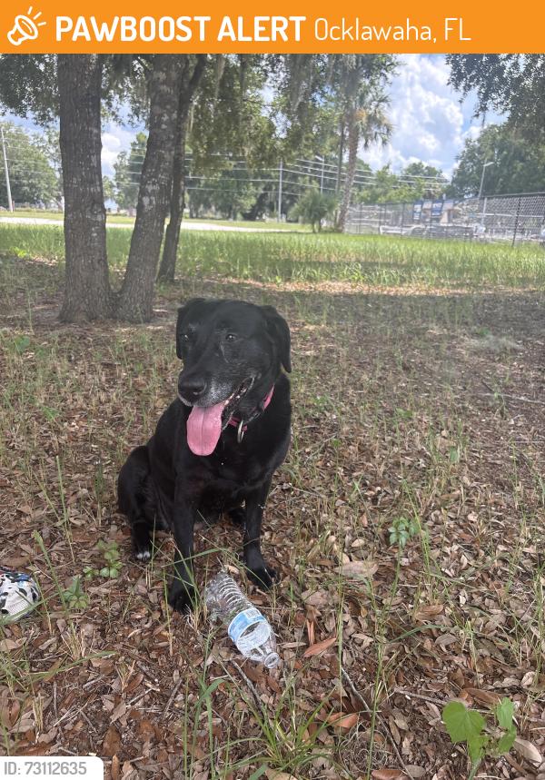 Found/Stray Female Dog last seen Public storage, Ocklawaha, FL 32179