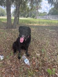 Found/Stray Female Dog last seen Public storage, Ocklawaha, FL 32179
