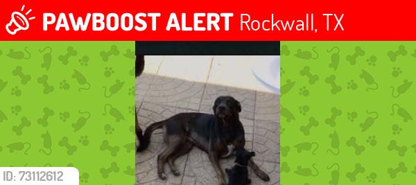 Lost Male Dog last seen Market Center dr, Rockwall, TX 75032
