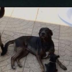 Lost Male Dog last seen Market Center dr, Rockwall, TX 75032
