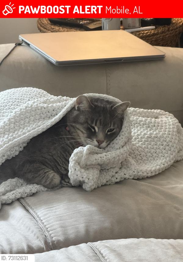 Lost Male Cat last seen Sunset Drive North 36608, Mobile, AL 36608