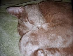 Lost Male Cat last seen Kingswood and Waco Way, Fort Worth, TX 76133