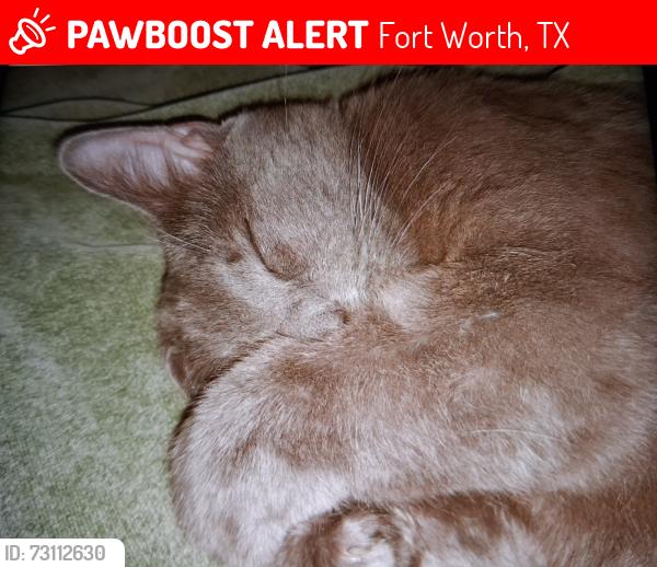 Lost Male Cat last seen Kingswood and Waco Way, Fort Worth, TX 76133