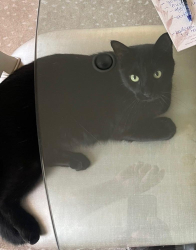 Reunited Male Cat last seen Near hillcrest and Byers , 76107, Fort Worth, TX 76107