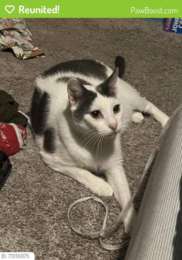 Reunited Male Cat last seen Near building 4 in Morgan's Landing apmts, La Porte, TX 77571