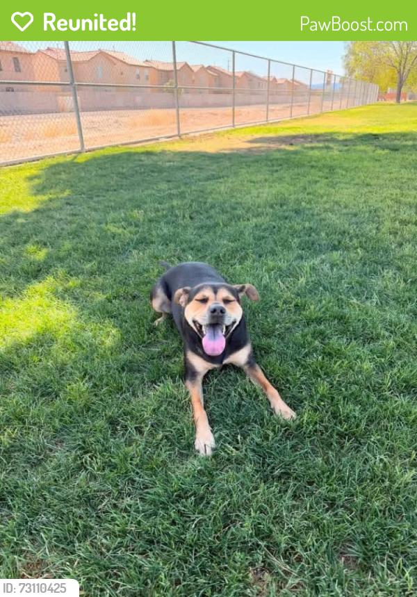 Reunited Female Dog last seen Sourwood drive, Dalton, GA 30720
