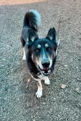 Shelter Stray Male Dog last seen Near Idlewood Rd, 30084, GA, 3280 Chamblee Dunwoody Rd, Chamblee, GA 30341, USA