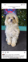 Lost Male Dog last seen Near n long ave, Chicago, IL 60644